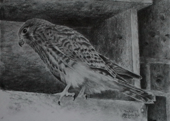 
Tårnfalk